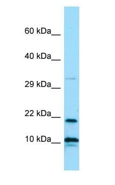 IL26 Antibody (aa47-96)