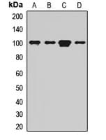 GFM1 Antibody
