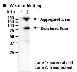 SLC9A7 Antibody