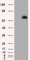 PDE4A / PDE4 Antibody (clone OTI1C8)