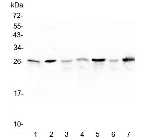 Polyclonal Rabbit anti-Mouse HSPB1 / HSP27 Antibody (IHC, WB)