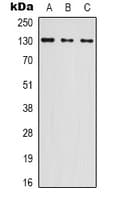 NOL8 Antibody (C-Terminus)