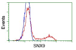 SNX9 / WISP Antibody (clone OTI1E4)