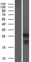 CHMP1A Protein (Over-Expression Lysate Myc-DDK (Flag))
