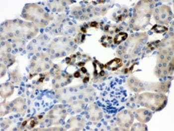 PGRMC1 / MPR Antibody