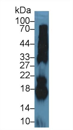 Ribonuclease A / RNASE1 Antibody (aa31-150, APC)