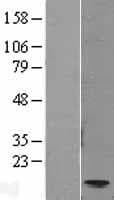 CCL11 / Eotaxin Protein (Over-Expression Lysate Myc-DDK (Flag))