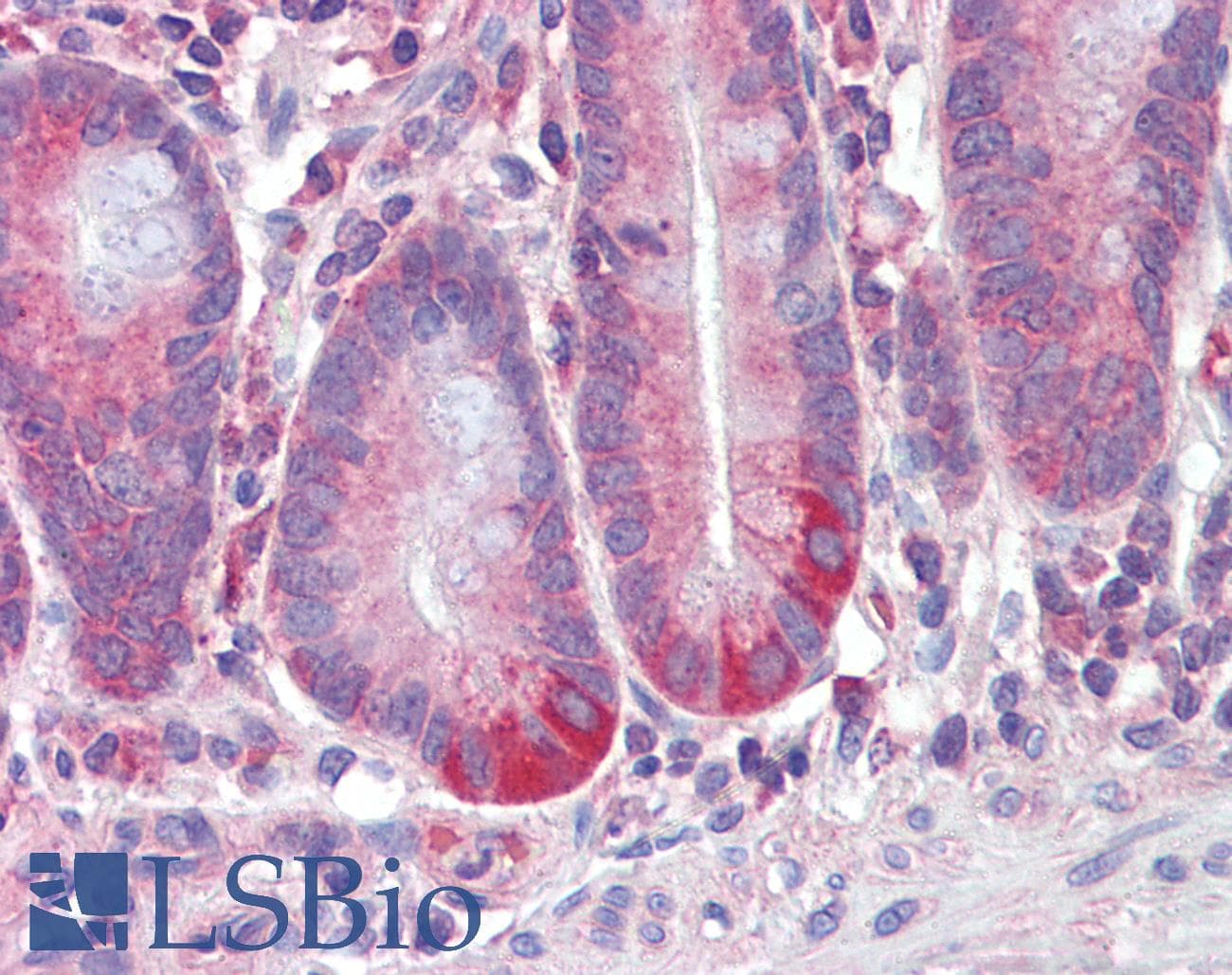 IHC-plus™ RETNLB / RELM-Beta Antibody (aa28-41)