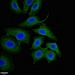 Polyclonal Rabbit anti-Human NQO1 Antibody (IHC, IF)