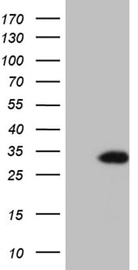 TCEANC2 Antibody (clone OTI2B11)