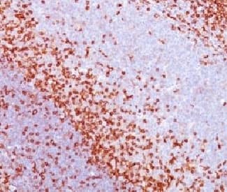 SPN / CD43 Antibody (clone CDLA43, Ready-to-Use)