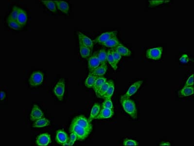 Polyclonal Rabbit anti-Human MS4A6A / MS4A Antibody (aa1-36, IF)