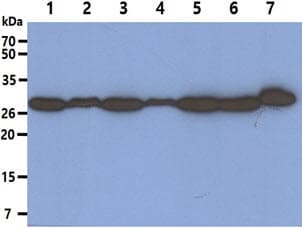 Monoclonal Mouse anti-Human PSME1 Antibody (clone AT12H3, WB)