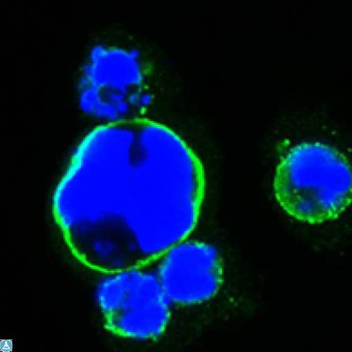 ISLET-1 / ISL1 Antibody