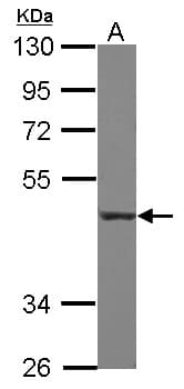 IHC-plus™ CD55 Antibody (aa71-330)