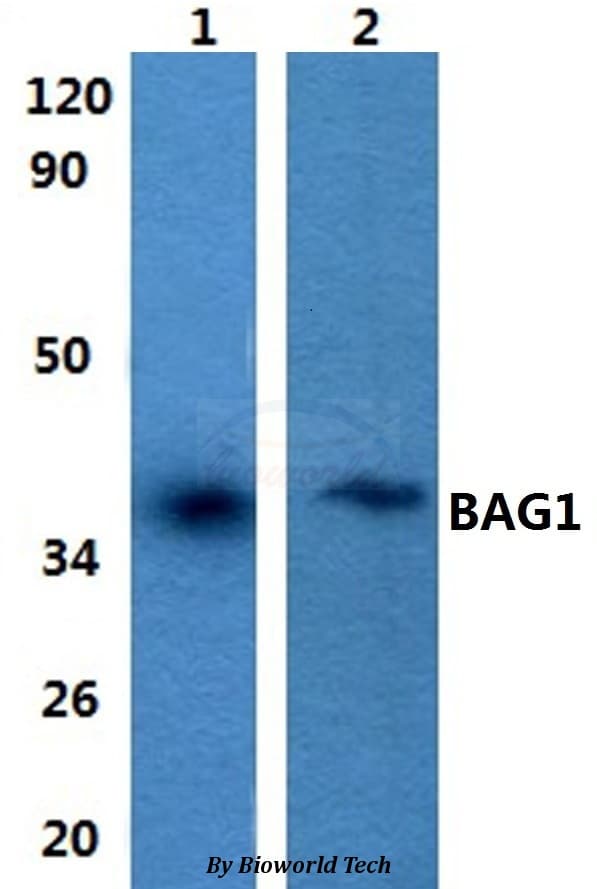 BAG1 / BAG-1 Antibody
