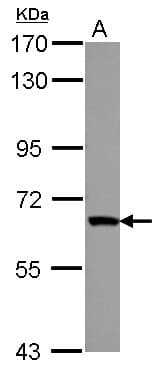 ZNF543 Antibody