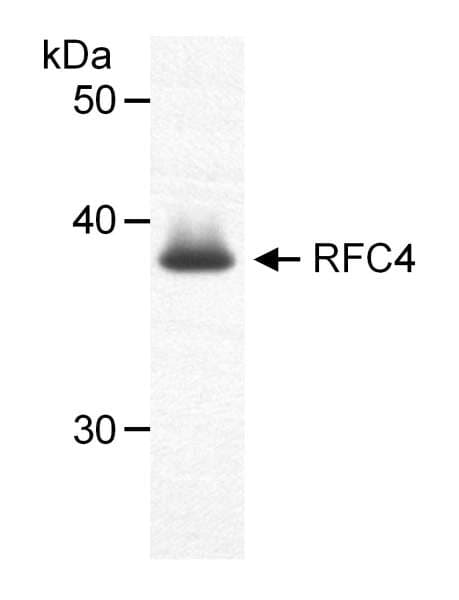 RFC4 Antibody (aa300-350)