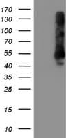 TMEFF2 Antibody (clone OTI1A9, Carrier-free)