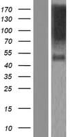 NTM / Neurotrimin Protein (Over-Expression Lysate Myc-DDK (Flag))