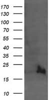 UBE2G2 Antibody (clone OTI1D7)