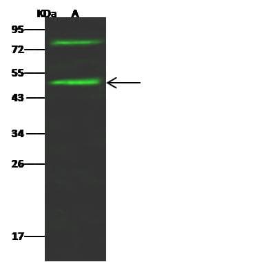 KRT34 / Keratin 34 / KRTHA4 Antibody (Preservative Free)