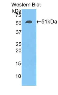ANGPTL4 Antibody (aa182-388)
