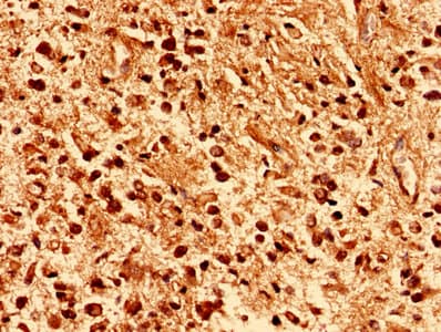 PAFAH1B2 Antibody