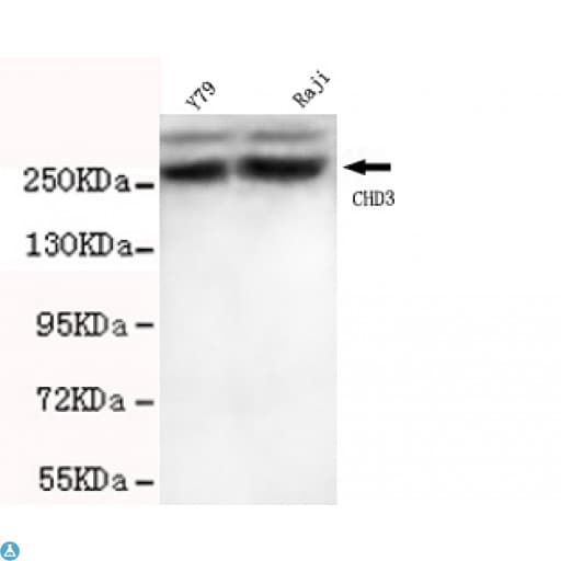 CHD3 Antibody