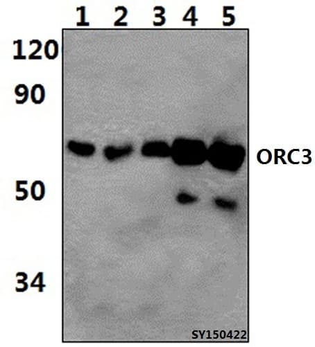 ORC3L / ORC3 Antibody