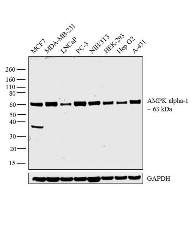 PRKAA1 / AMPK Alpha 1 Antibody (clone 2B7)