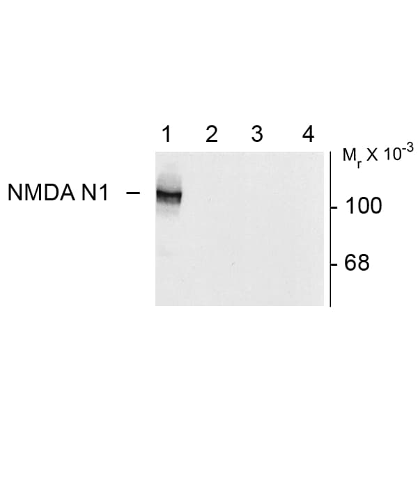 Polyclonal Rabbit anti-Rat GRIN1 / NMDAR1 Antibody (N1 Variant, IHC, WB)