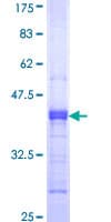 Human MAG Protein (Recombinant GST, N-terminus)