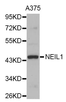 NEIL1 Antibody