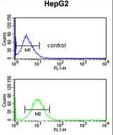 Polyclonal Rabbit anti-Human ECI2 / PECI Antibody (aa331-358, IHC, WB)