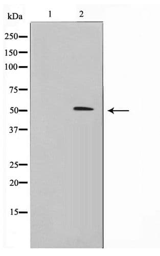 Polyclonal Rabbit anti-Human BHLHE41 / BHLHB3 / SHARP1 Antibody (WB)