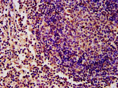 HIST1H4I Antibody