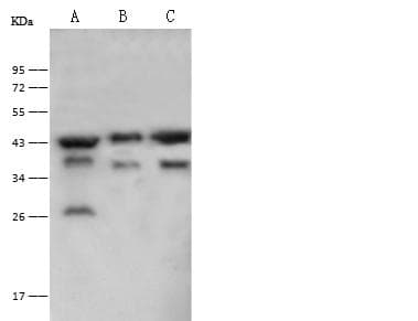 PGK2 Antibody (Preservative Free)