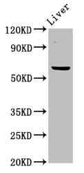 NT5C2 Antibody