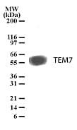 IHC-plus™ Monoclonal Mouse anti-Human TEM7 Antibody (clone 197C193, aa411-427, IHC, WB)