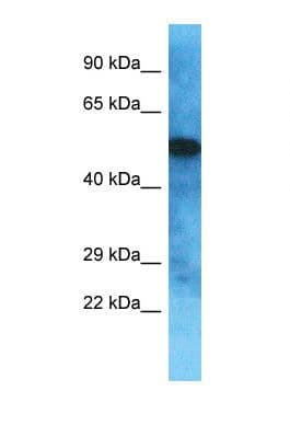 OVCH2 Antibody (aa443-492)