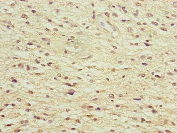 NEDD1 Antibody