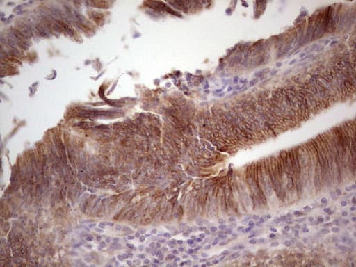 LAMA4 / Laminin Alpha 4 Antibody (aa25-270, clone OTI5G8)