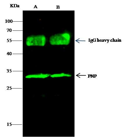 PNP / Nucleoside Phosphorylase Antibody (Preservative Free)