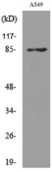Polyclonal Rabbit anti-Human MME / CD10 Antibody (WB)