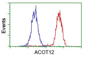 ACOT12 Antibody (clone OTI1B9)