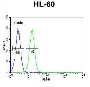 EMX2 Antibody (aa111-138)