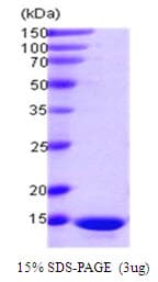 Human PDCD5 Protein (Recombinant)