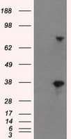 BTN3A2 Antibody (clone 1A6, Carrier-free)