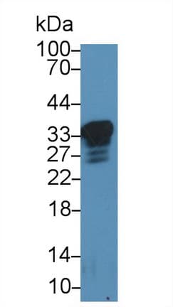 PRNP / PrP / Prion Antibody (aa23-230)